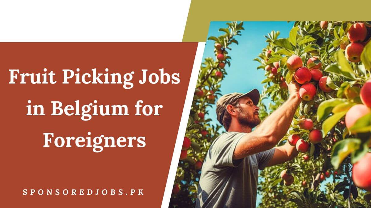 Fruit Picking Jobs in Belgium for Foreigners