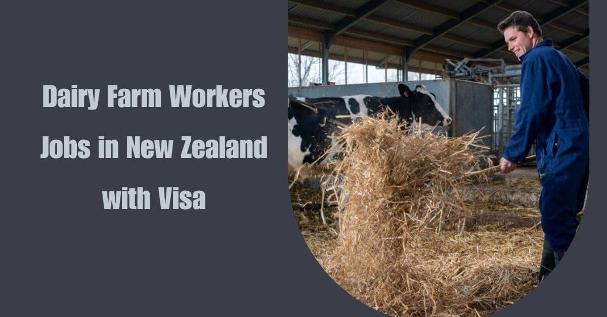 Dairy Farm Workers Jobs in New Zealand with Visa