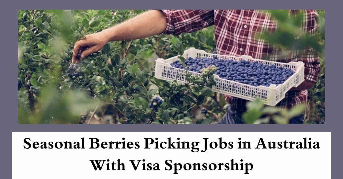 Seasonal Berries Picking Jobs in Australia With Visa Sponsorship