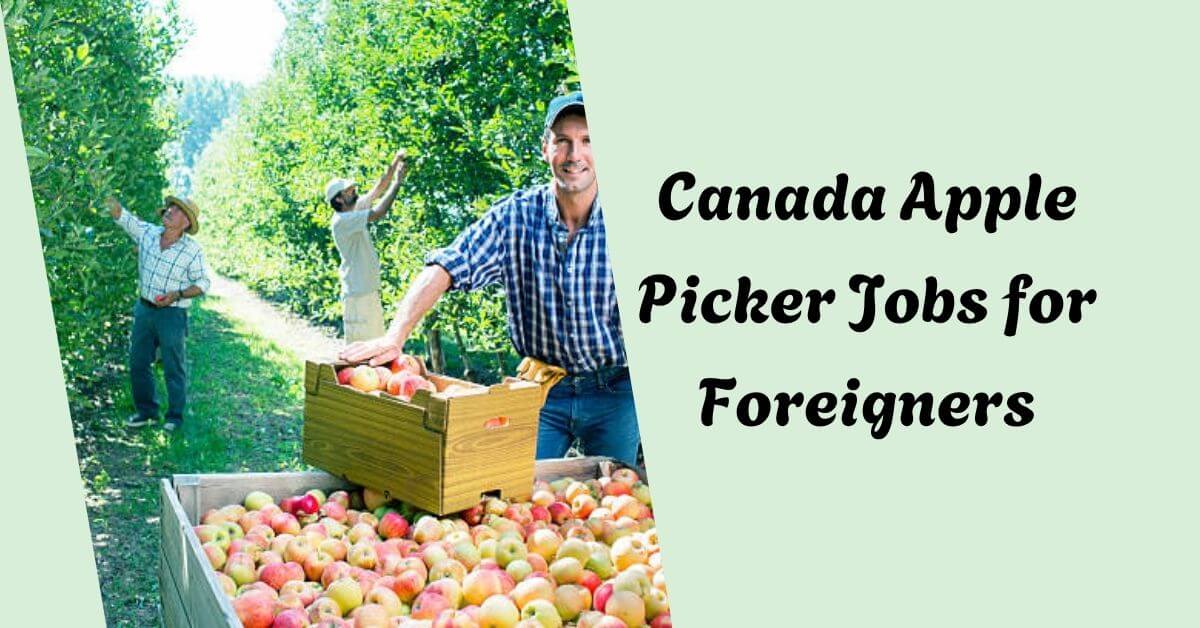 Canada Apple Picker Jobs for Foreigners