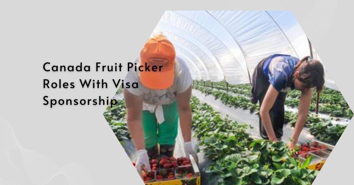 Canada Fruit Picker Roles With Visa Sponsorship