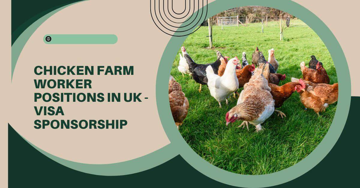 Chicken Farm Worker Positions In UK - Visa Sponsorship