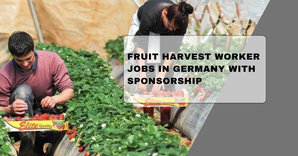 Fruit Harvest Worker Jobs In Germany With Sponsorship