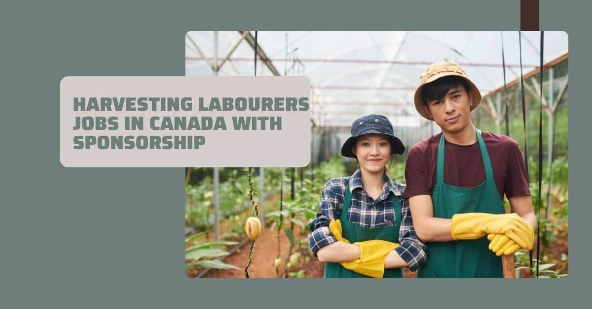 Harvesting Labourers Jobs In Canada With Sponsorship