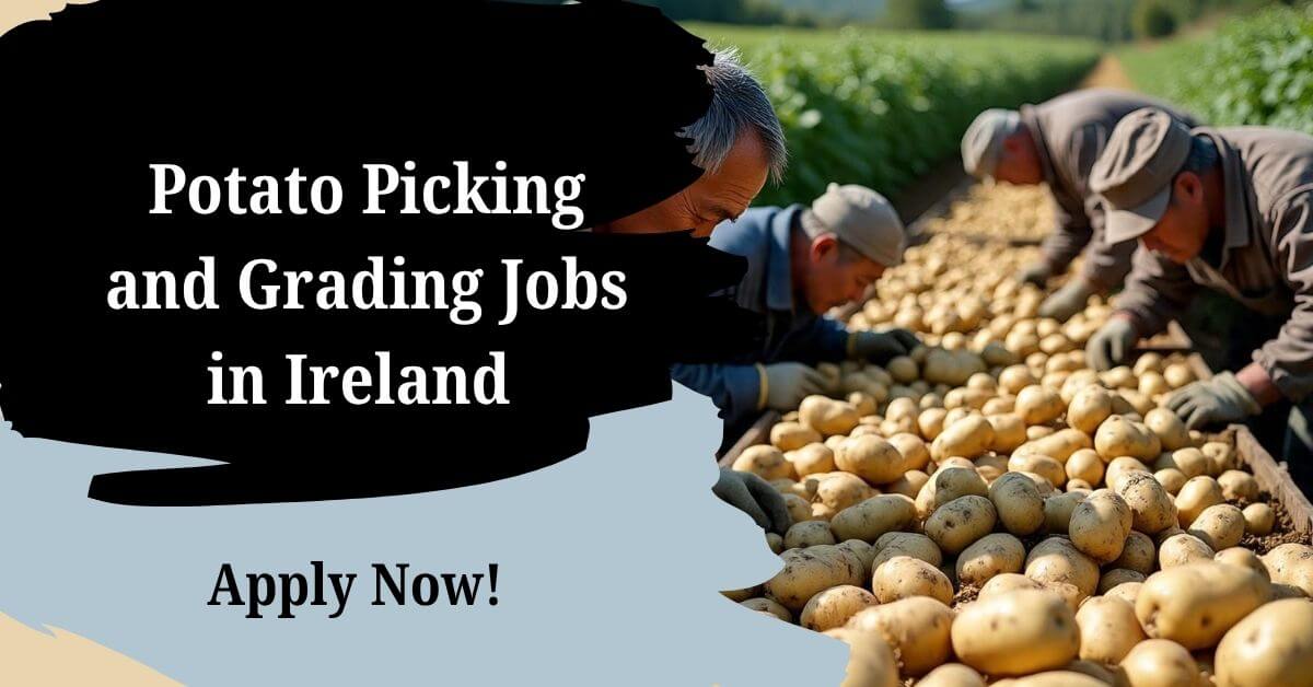 Potato Picking and Grading Jobs in Ireland