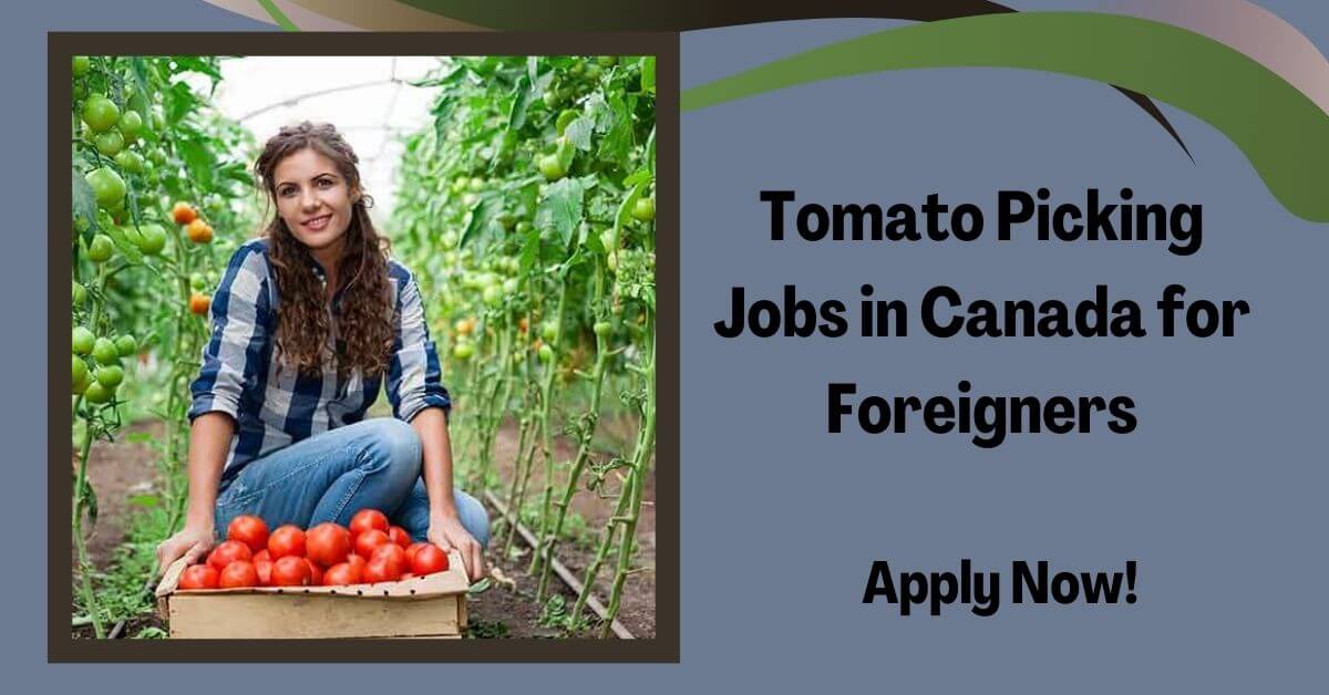 Tomato Picking Jobs in Canada for Foreigners