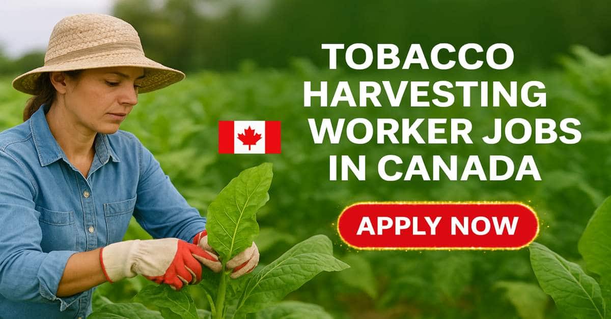 Tobacco Harvesting Worker Jobs in Canada